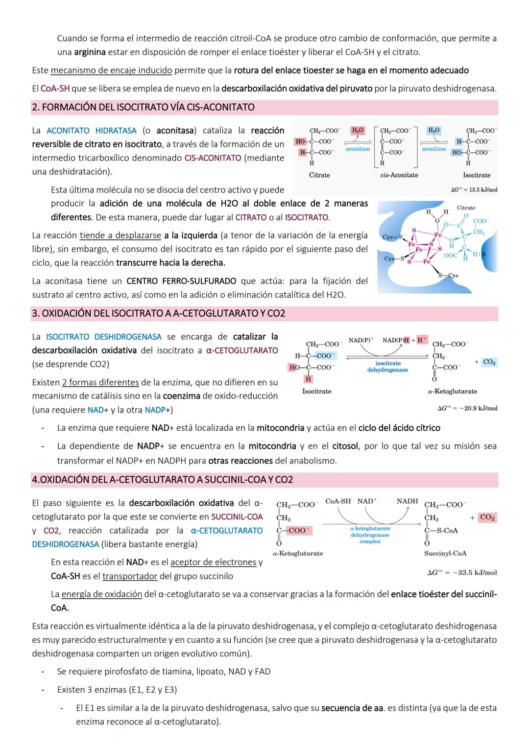# Ciclo de Krebs.
El ciclo de Krebs, de los ácidos tricarboxílicos o del ácido cítrico, consiste en una
serie de reacciones que van a permi