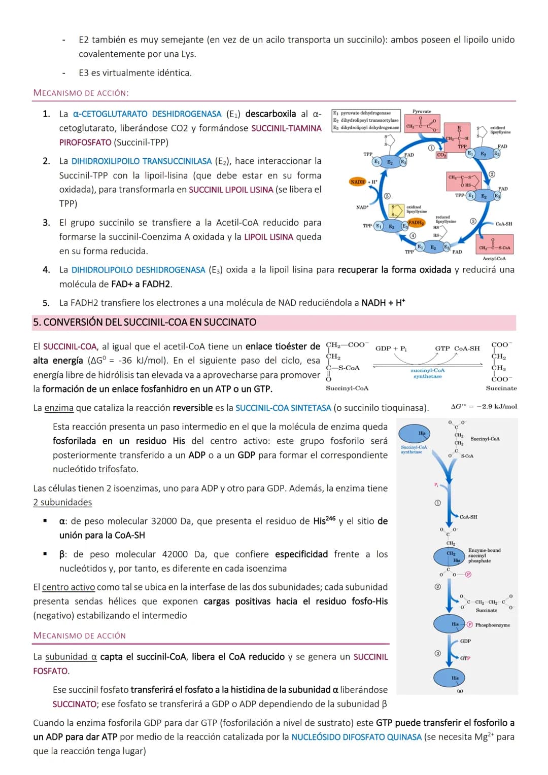 # Ciclo de Krebs.
El ciclo de Krebs, de los ácidos tricarboxílicos o del ácido cítrico, consiste en una
serie de reacciones que van a permi