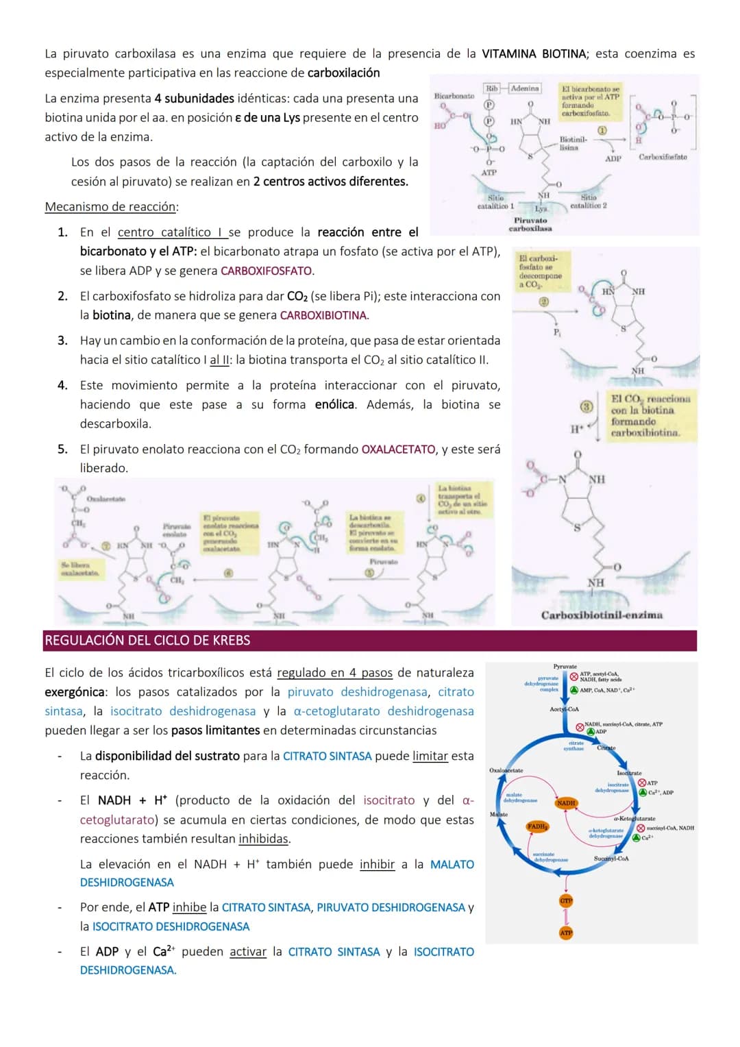 # Ciclo de Krebs.
El ciclo de Krebs, de los ácidos tricarboxílicos o del ácido cítrico, consiste en una
serie de reacciones que van a permi