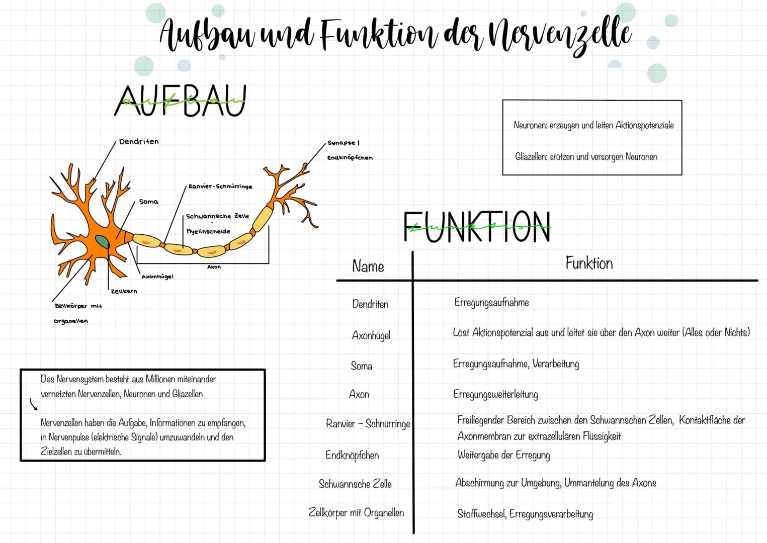 # Aufbau und Funktion der Norvenzelle
# AUFBAU
Dendriten
Synapse |
Endknöpfchen
Ranvier-Schnurringe
Soma
Schwannsche Zelle
Myelinschei