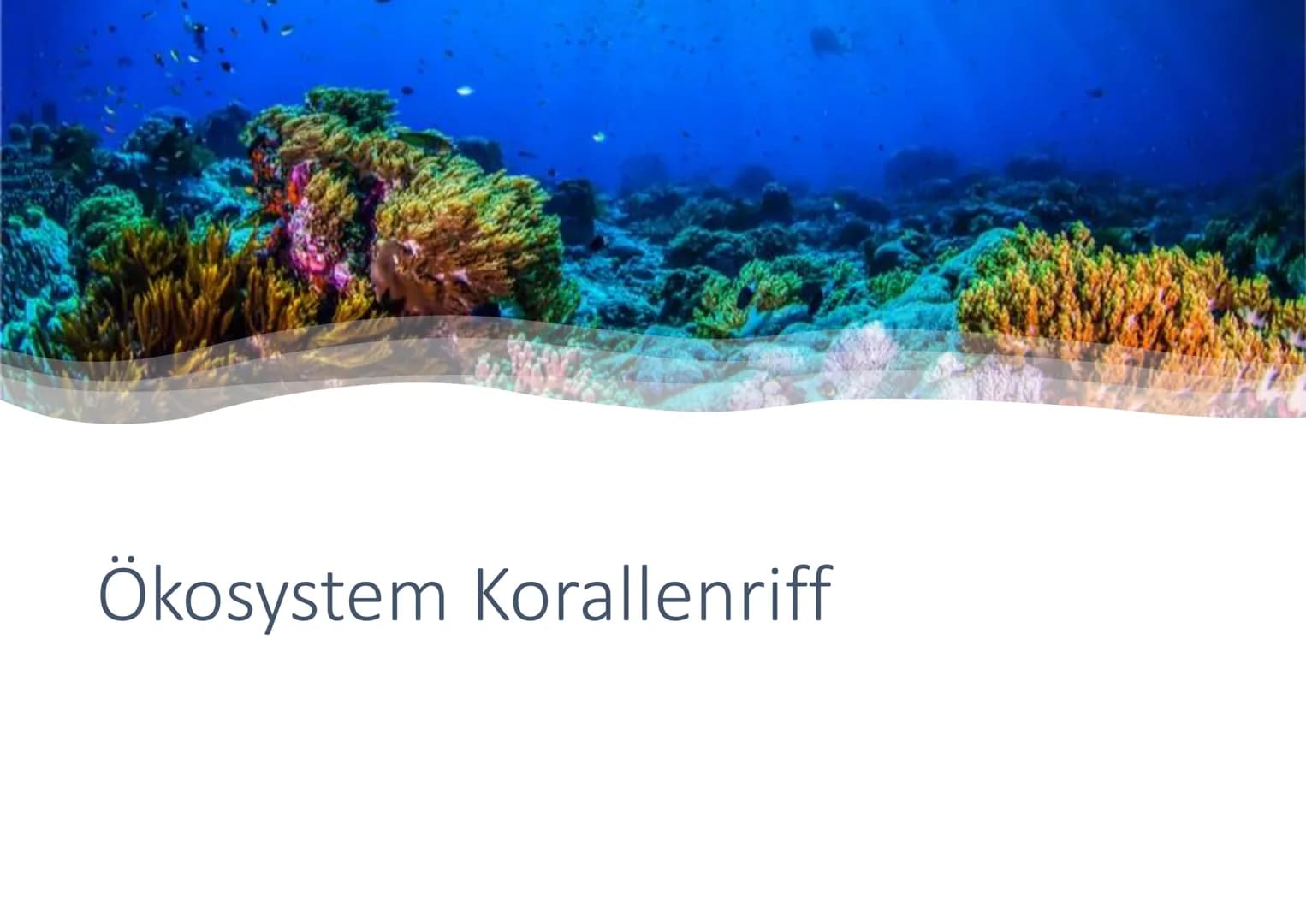 # Ökosystem Korallenriff # Inhaltsverzeichnis
• Allgemeines
• Geographische Verbreitung
• Tiere im Korallenriff
• Symbiose zwischen Zooxant
