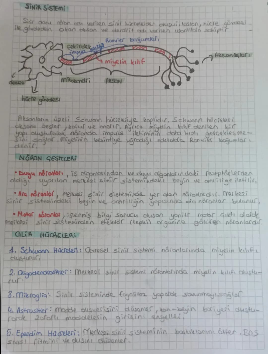 # SINIR SISTEMI
Sinir cadou niron adı verilen sinif hücrelerden duşul, Molon, nicre gövdesi
ile gövdeden çıkan akson ve derdrit adı verilen