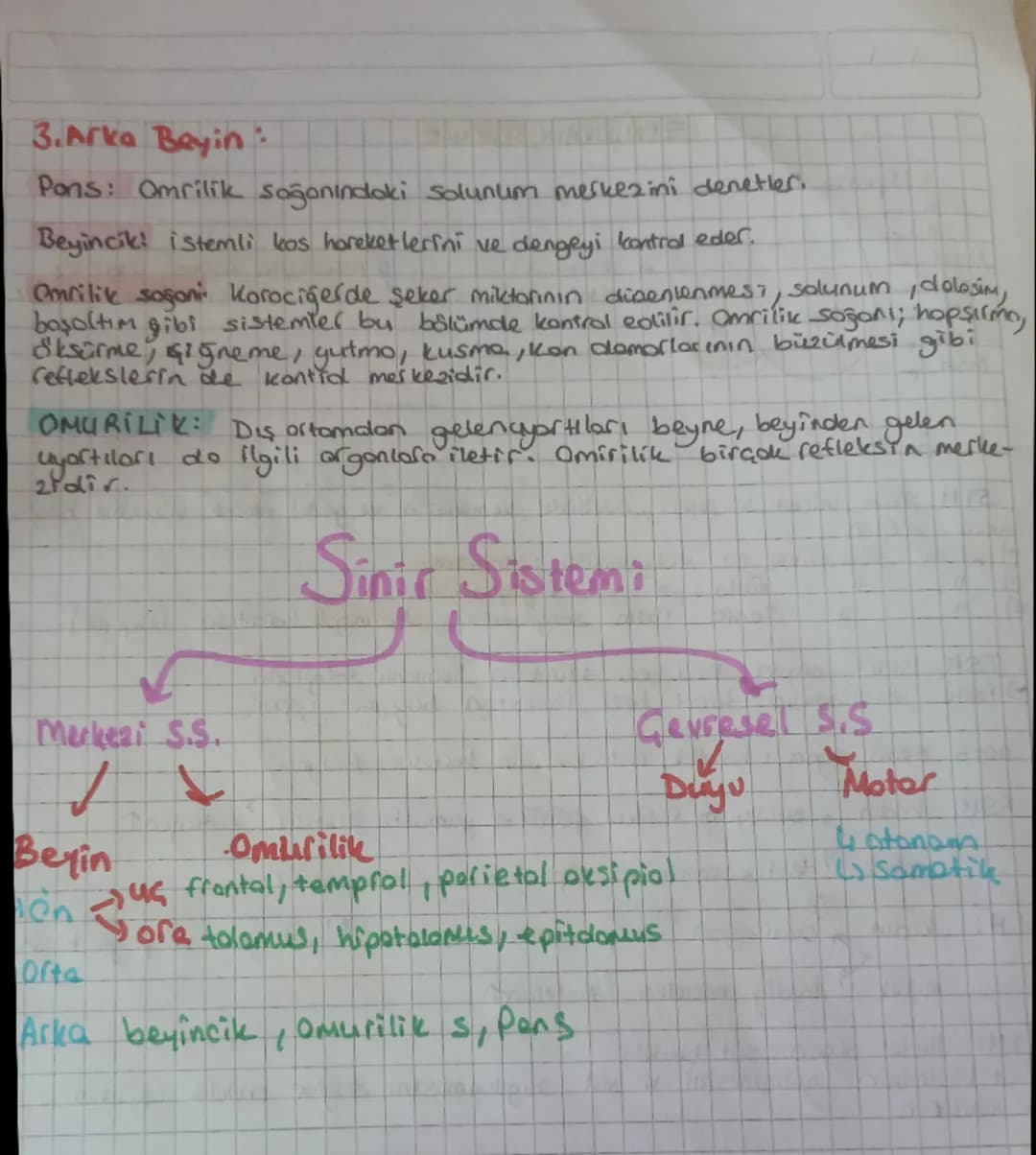 # SINIR SISTEMI
Sinir cadou niron adı verilen sinif hücrelerden duşul, Molon, nicre gövdesi
ile gövdeden çıkan akson ve derdrit adı verilen