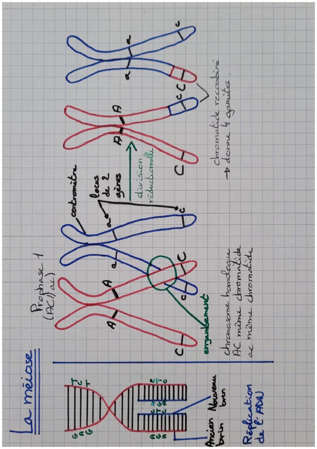 La měiose
Prophase 1
(ACI) ac)
৬৫৬
AGR
ㅏ아
270
Ancien Nouveau
brin brin
Replication
de l'ADW
C
A
enjambement
A
a
chromosome hamd