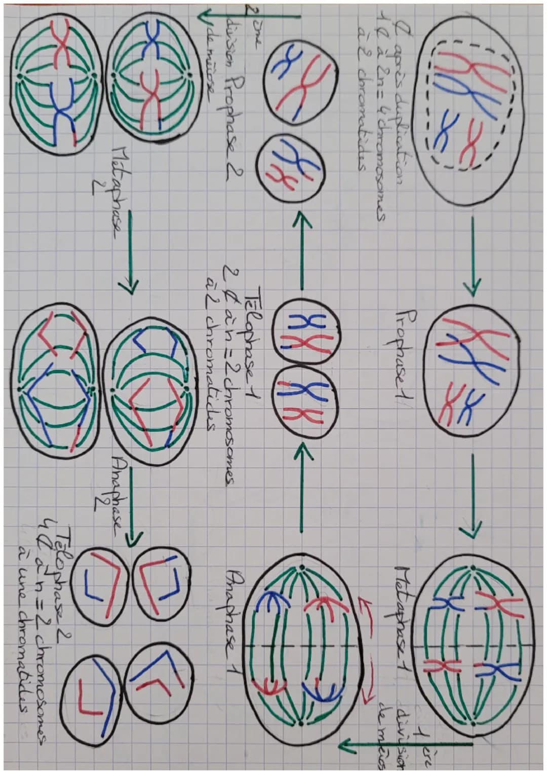 La měiose
Prophase 1
(ACI) ac)
৬৫৬
AGR
ㅏ아
270
Ancien Nouveau
brin brin
Replication
de l'ADW
C
A
enjambement
A
a
chromosome hamd