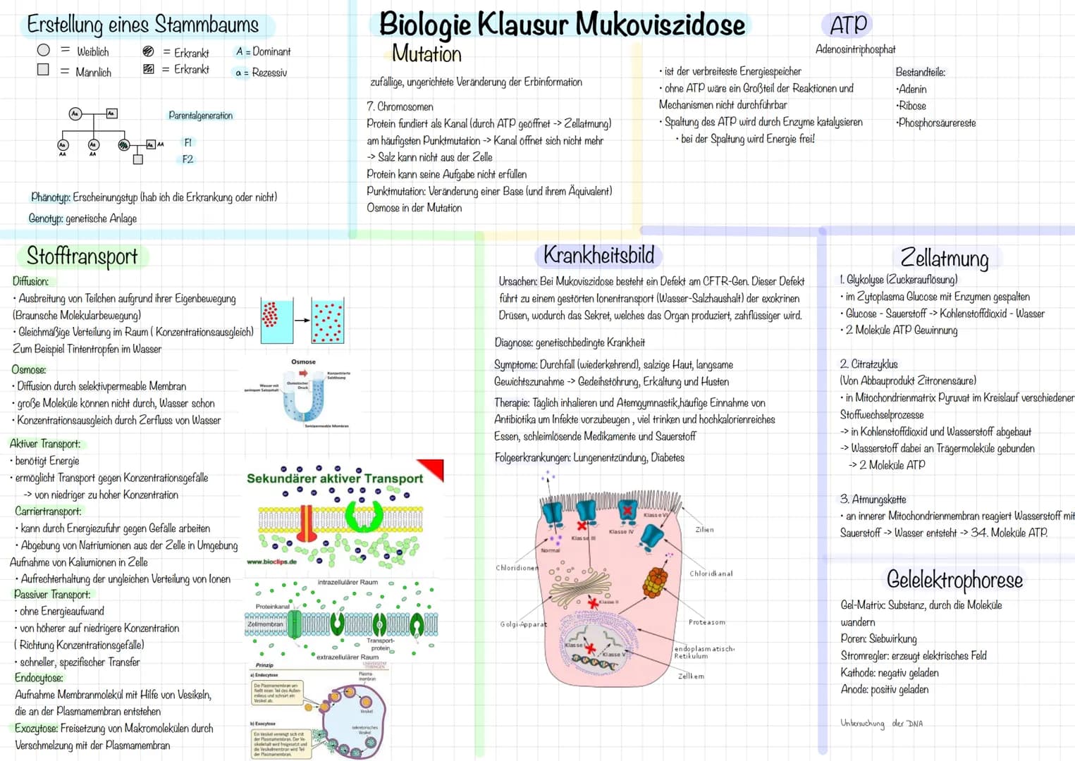 Erstellung eines Stammbaums
= Weiblich = Erkrankt A = Dominant
= Männlich = Erkrankt a = Rezessiv
Parentalgeneration
F1
F2
Phänotyp: Ers