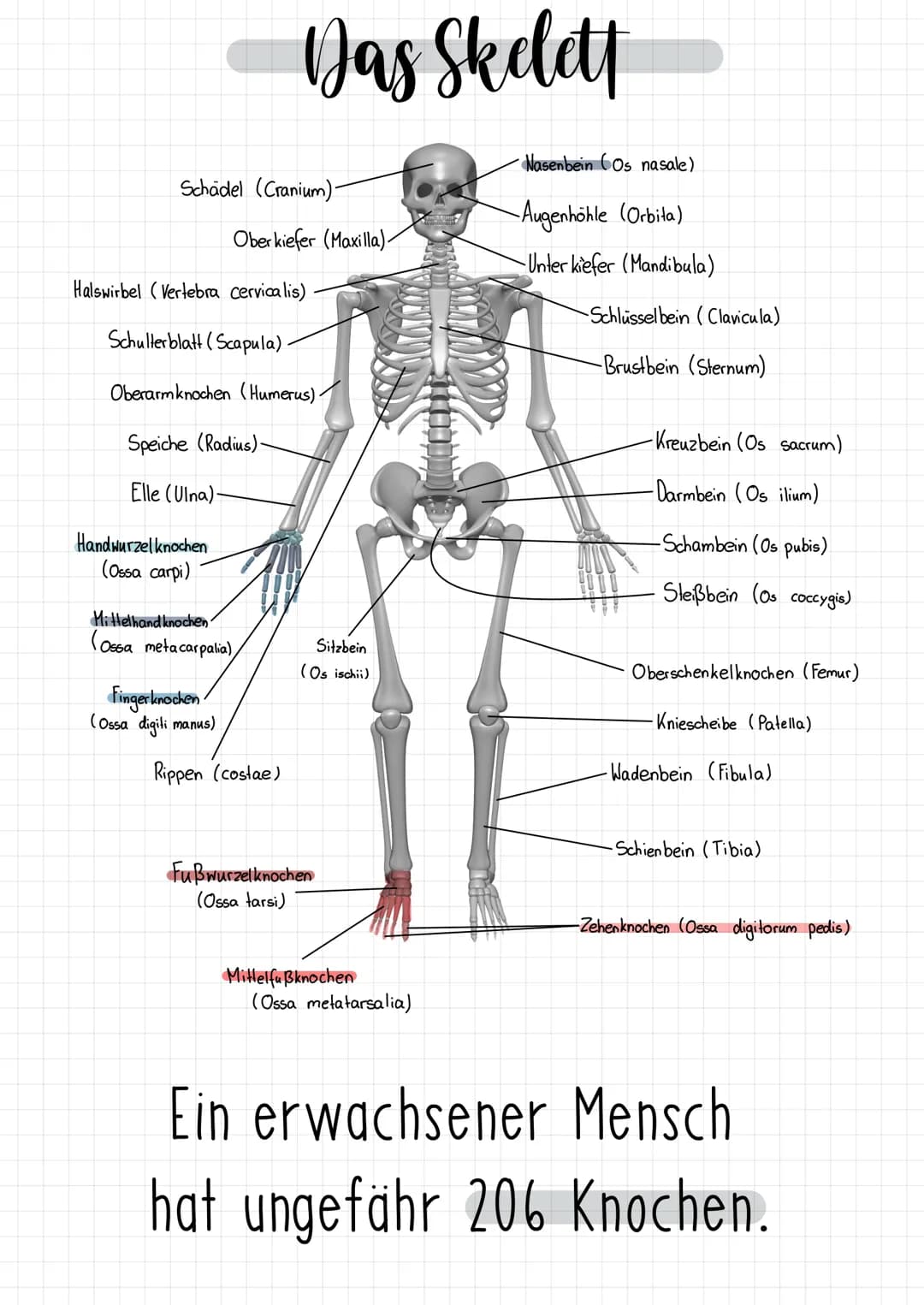 # Das Skelett
Nasenbein (Os nasale)
Schädel (Cranium)-
-Augenhöhle (Orbita)
Oberkiefer (Maxilla).
-Unter kiefer (Mandibula)
Halswirbel