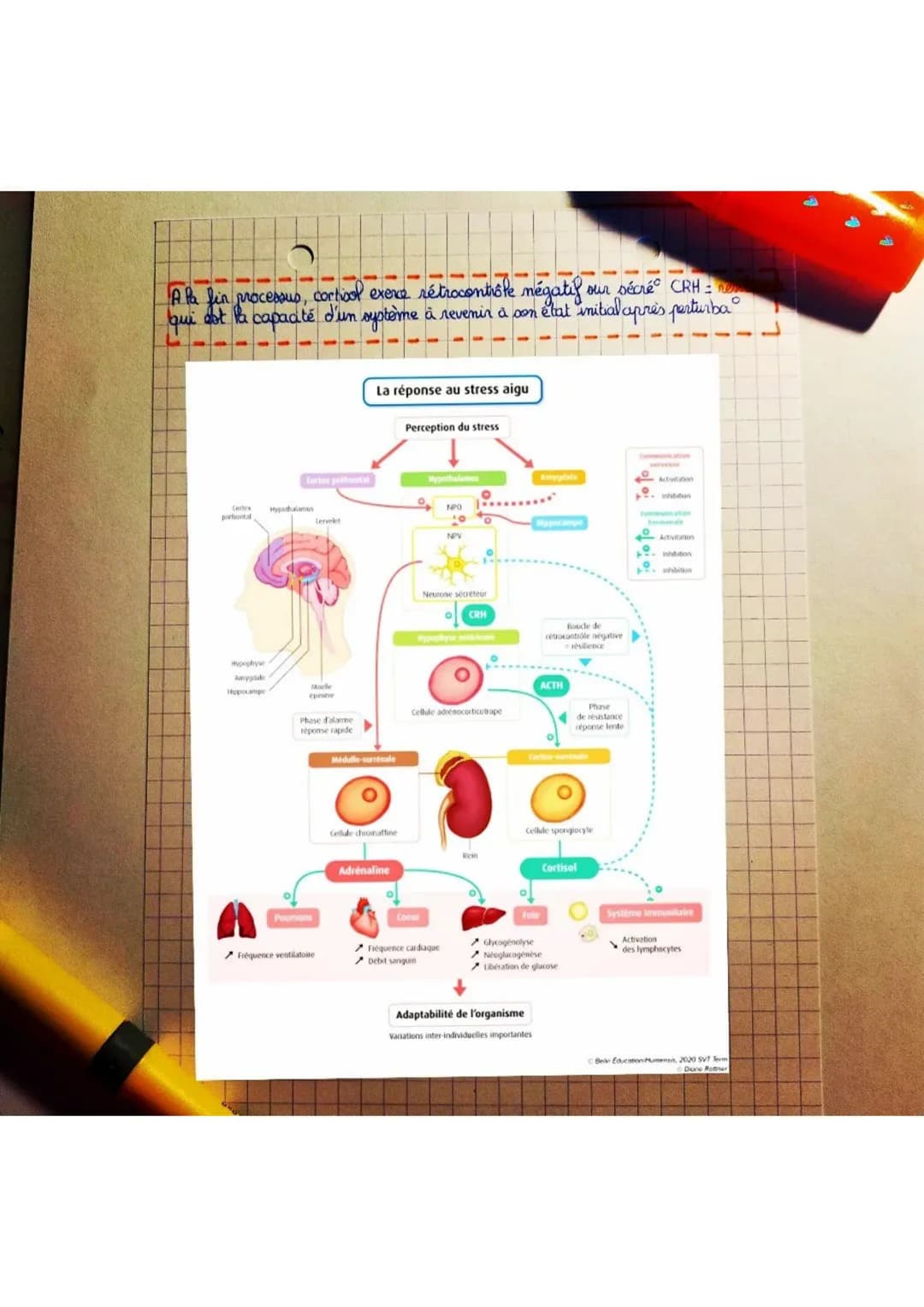 - Comment l'organiome réagit-il aux situations stressantes?
- I. LE STRESS AIGU.
STRESS AIGU: Ensemble des reponces adaptatives de l'organ