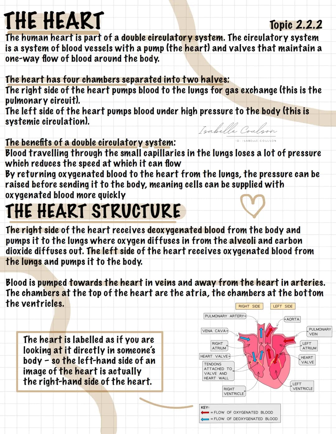<p>The human heart is part of a double circulatory system, which consists of a system of blood vessels with a pump (the heart) and valves t