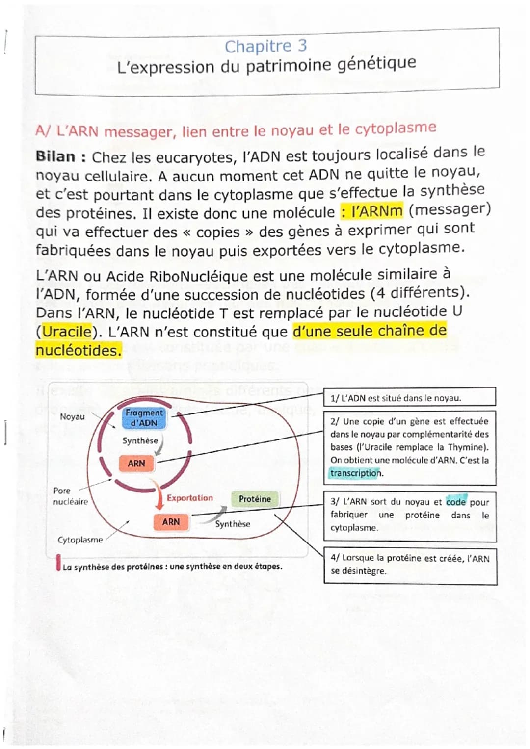 # Chapitre 3
L'expression du patrimoine génétique
A/ L'ARN messager, lien entre le noyau et le cytoplasme
Bilan: Chez les eucaryotes, I'AD
