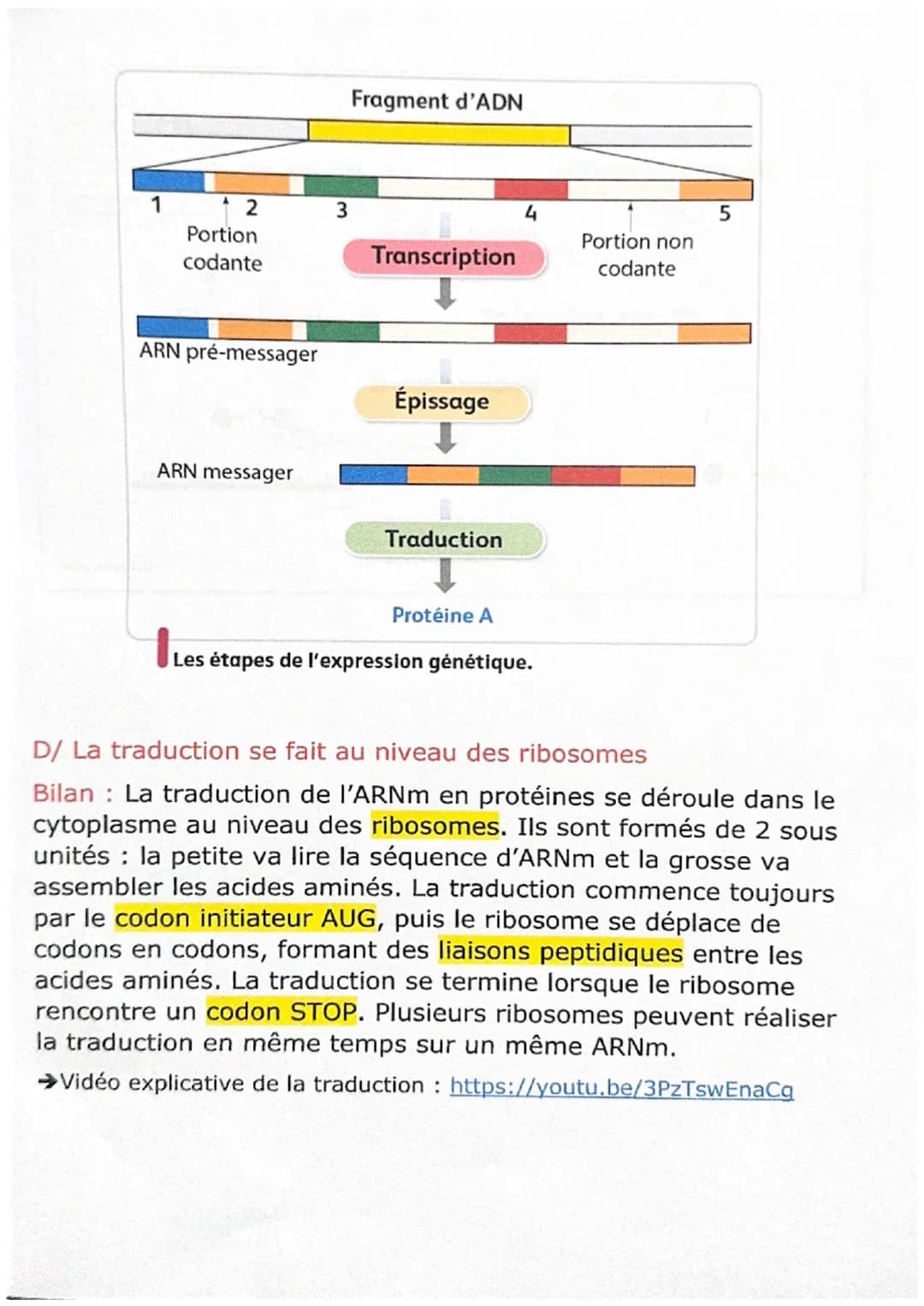 # Chapitre 3
L'expression du patrimoine génétique
A/ L'ARN messager, lien entre le noyau et le cytoplasme
Bilan: Chez les eucaryotes, I'AD