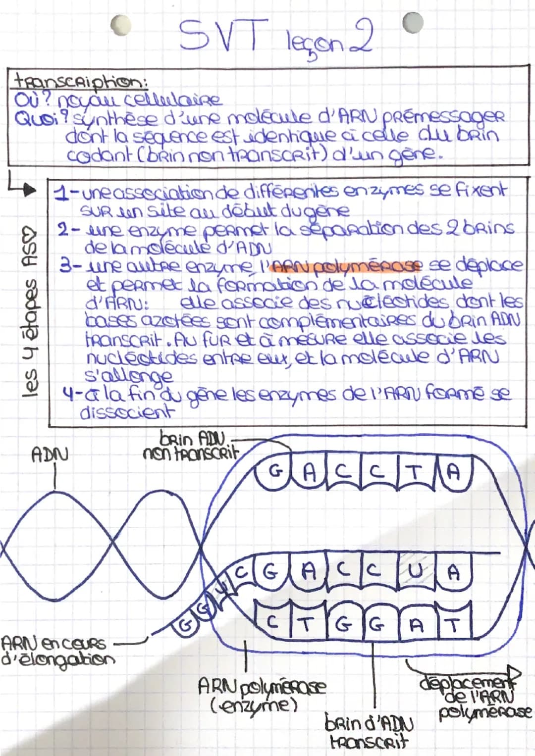SVT leçon 2
transcription:
Où? noyau cellulaire
Quoi? synthèse d'une molécule d'ARN prémessager
dont la sequence est identique à celle du b