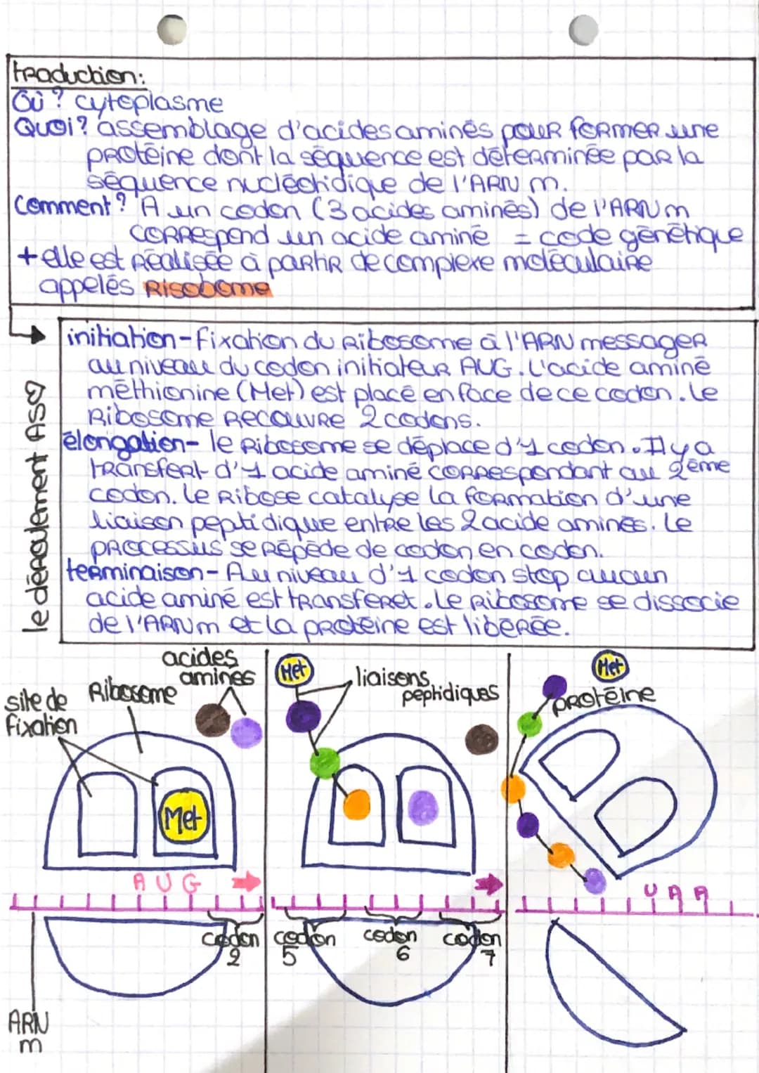 SVT leçon 2
transcription:
Où? noyau cellulaire
Quoi? synthèse d'une molécule d'ARN prémessager
dont la sequence est identique à celle du b