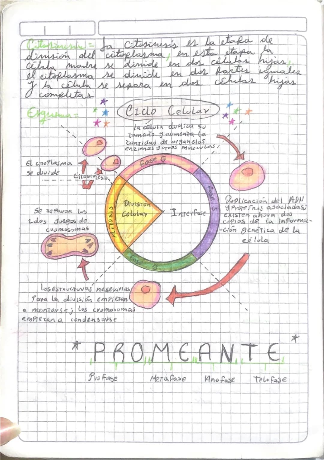 - son las etapas que conforman el ciclo celular
- Explica detalladamente los eventos que ocurren en cada una de ellas
2. Realiza il esgema