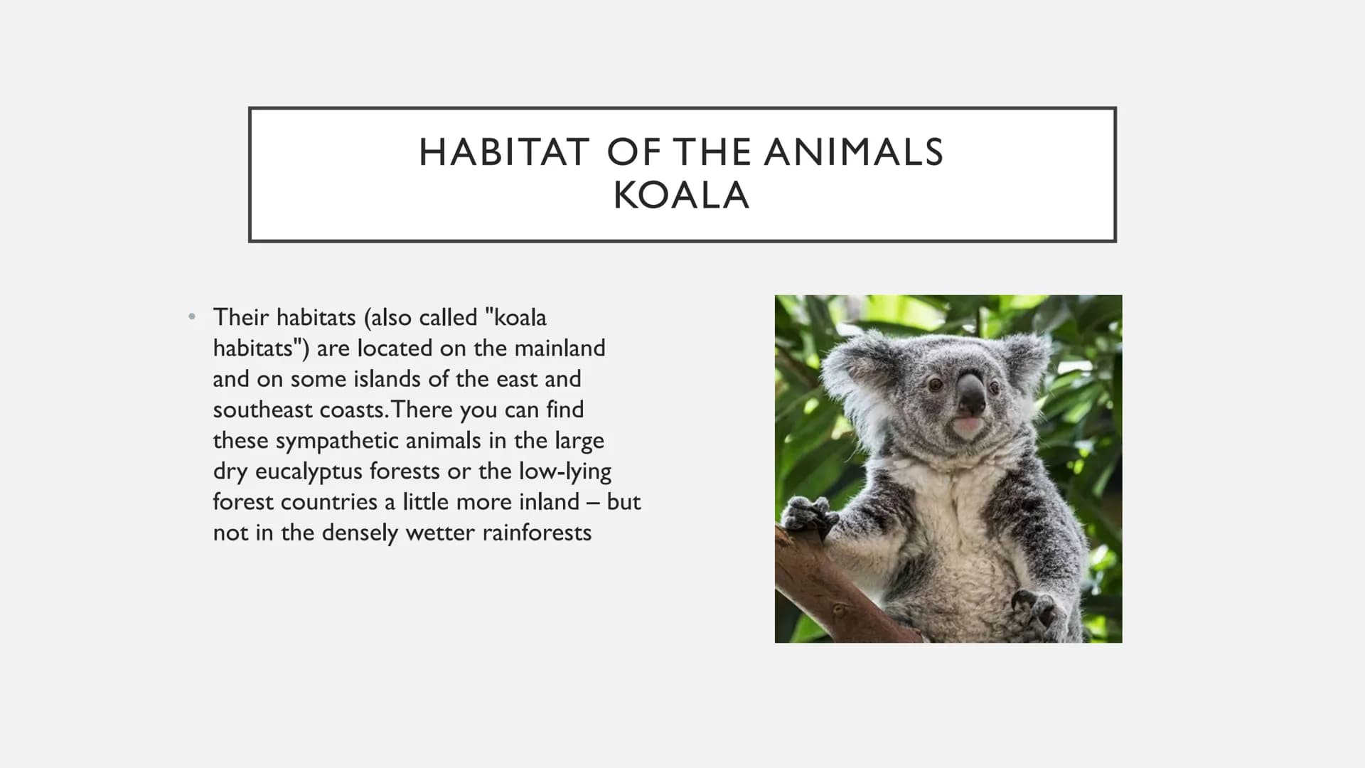 ANIMALS IN AUSTRALIA ANIMALS IN AUSTRALIA
* Habitat of the animals
* foes
* are these animals on the verge of extinction?
* Thank y