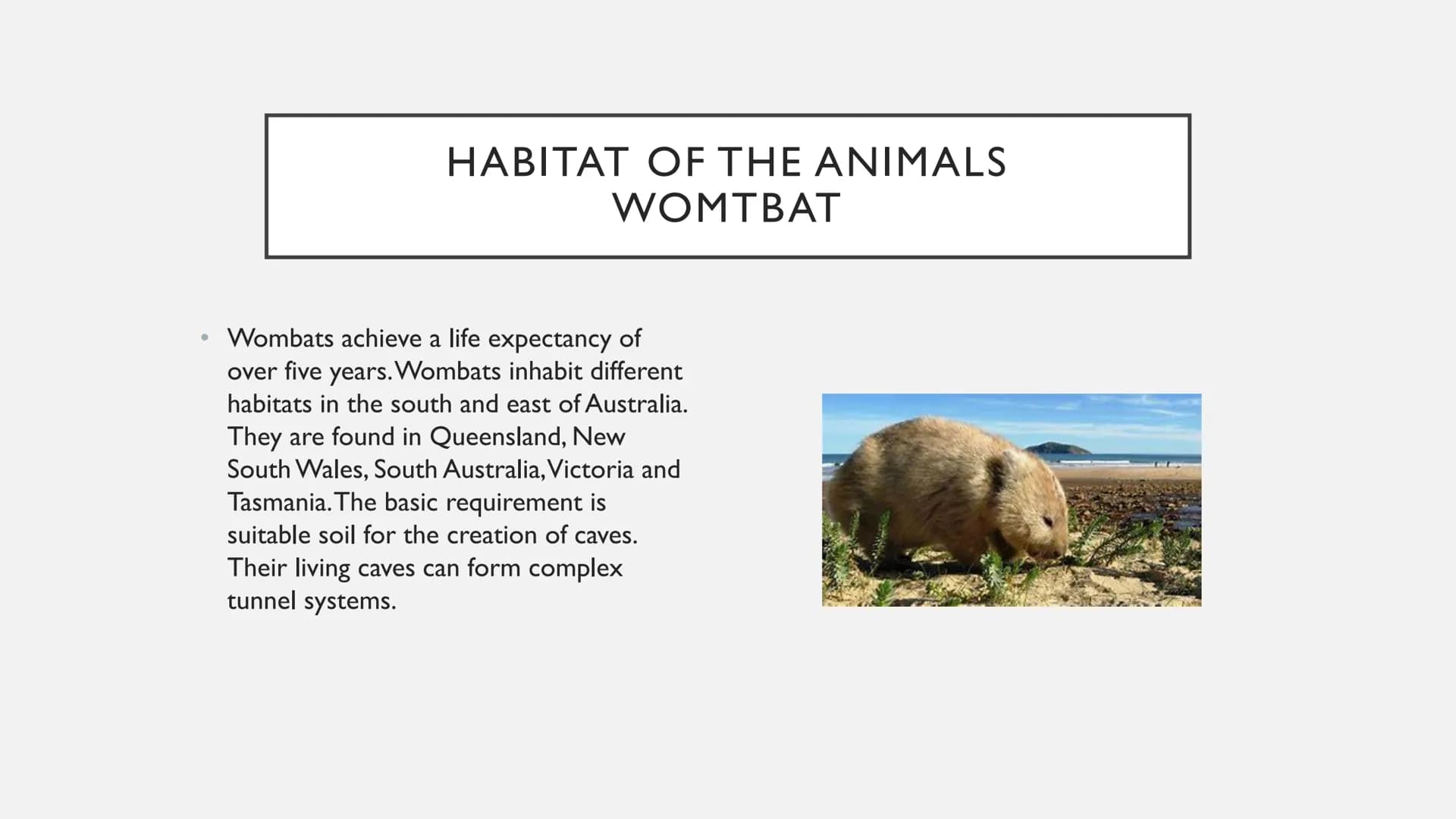 ANIMALS IN AUSTRALIA ANIMALS IN AUSTRALIA
* Habitat of the animals
* foes
* are these animals on the verge of extinction?
* Thank y