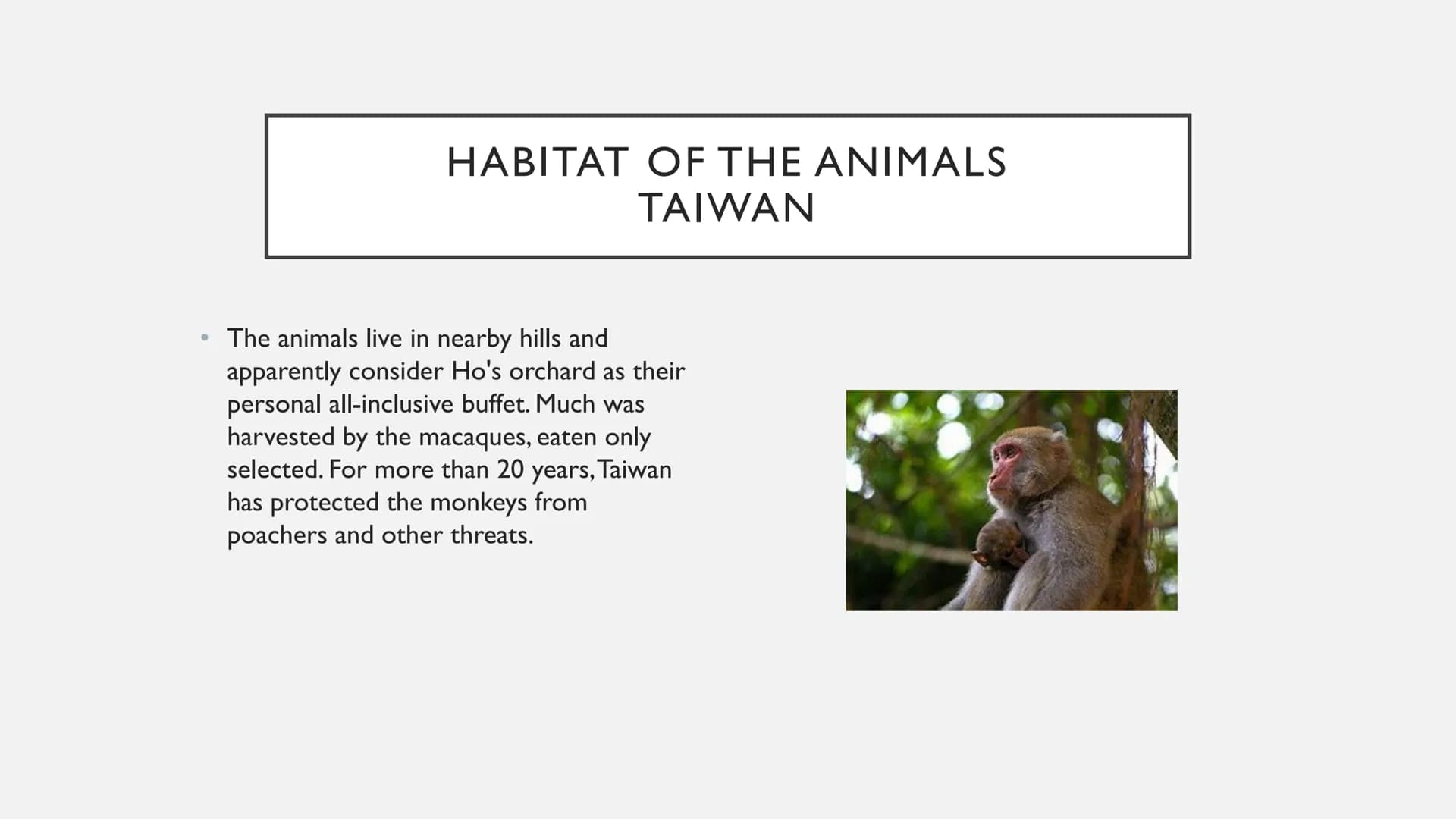 ANIMALS IN AUSTRALIA ANIMALS IN AUSTRALIA
* Habitat of the animals
* foes
* are these animals on the verge of extinction?
* Thank y