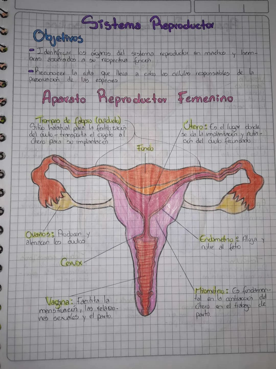 # Sistema Reproductor
## Objetivos
- Identificar los órganos del sistema reproductor on machos y hem-
bras asociados a su respectiva funci
