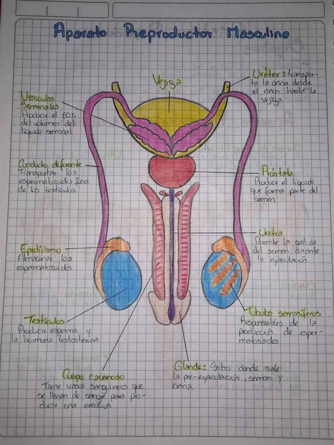 # Sistema Reproductor
## Objetivos
- Identificar los órganos del sistema reproductor on machos y hem-
bras asociados a su respectiva funci