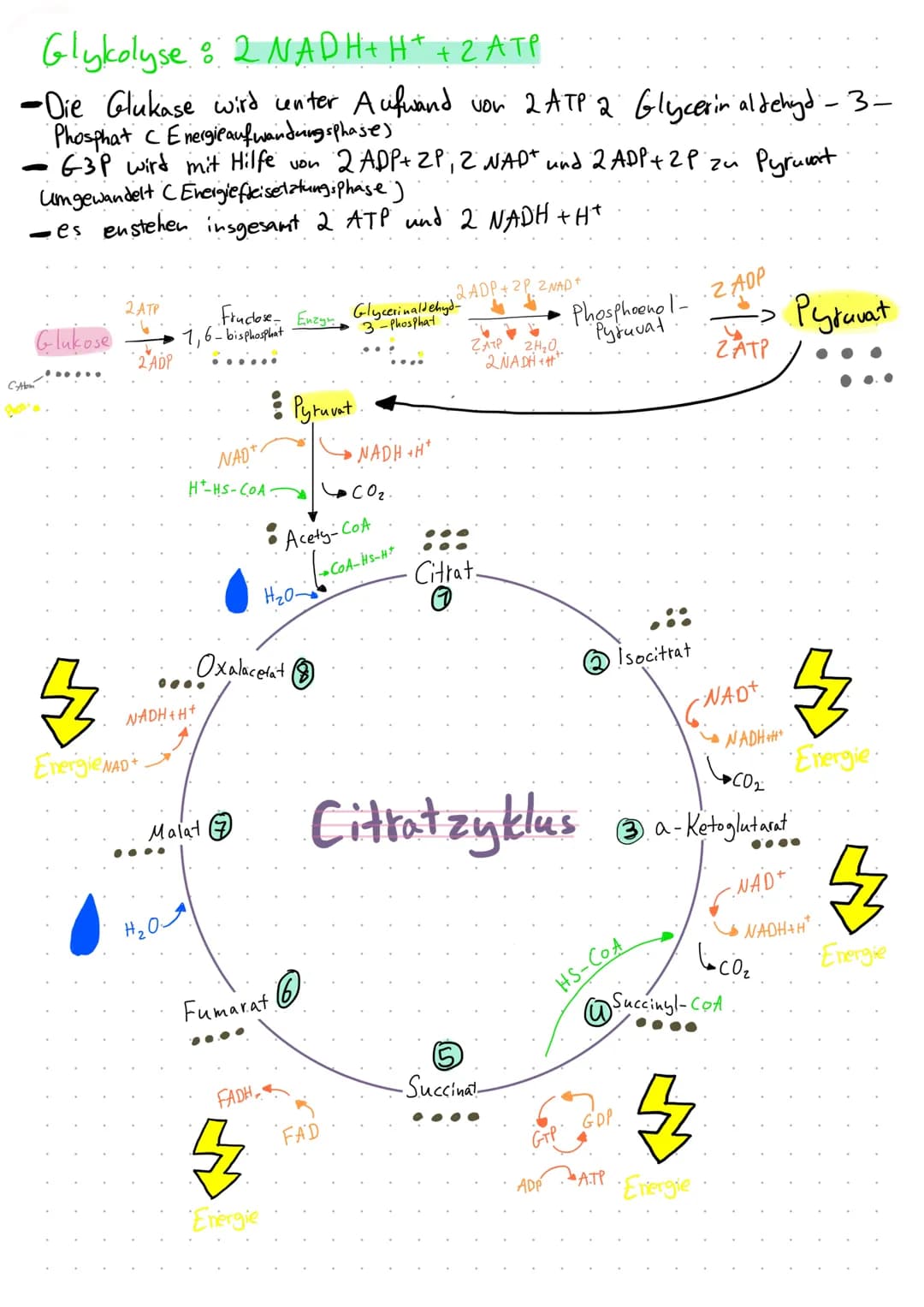 Bio:
neve Methode: Citrattszyklus
Informationsblatt: Citratzyklus
02.06.22
Aufgabe: Lesen Sie das Infoblatt in Einzelarbeit und markieren