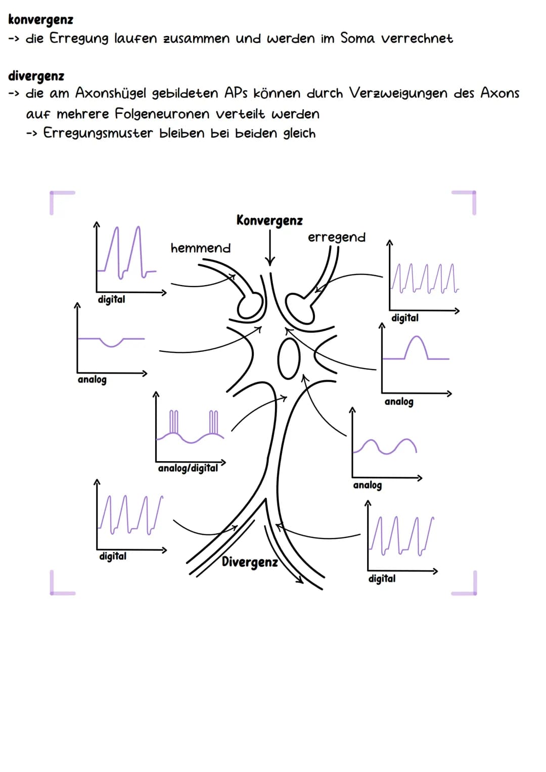 # Neurobiologie # Aufbau & Funktion der Nervenzelle
-Dendriten
-Axonhügel
-Axon
Hüllzellen
(Schwann-Zellen)
-Synapsen
-Ranviersche Schnürr