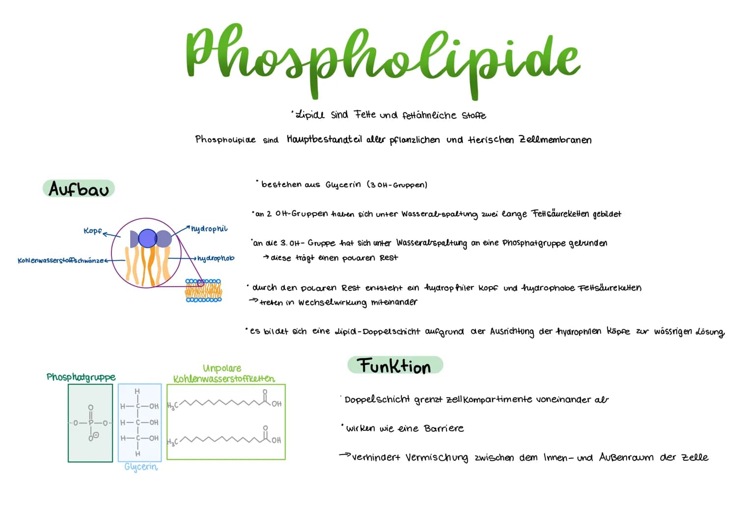 # Phospholipide
"Lipide sind Fette und fettähnliche Stoffe
Phospholipide sind Hauptbestandteil aller pflanzlichen und tierischen Zellmembr