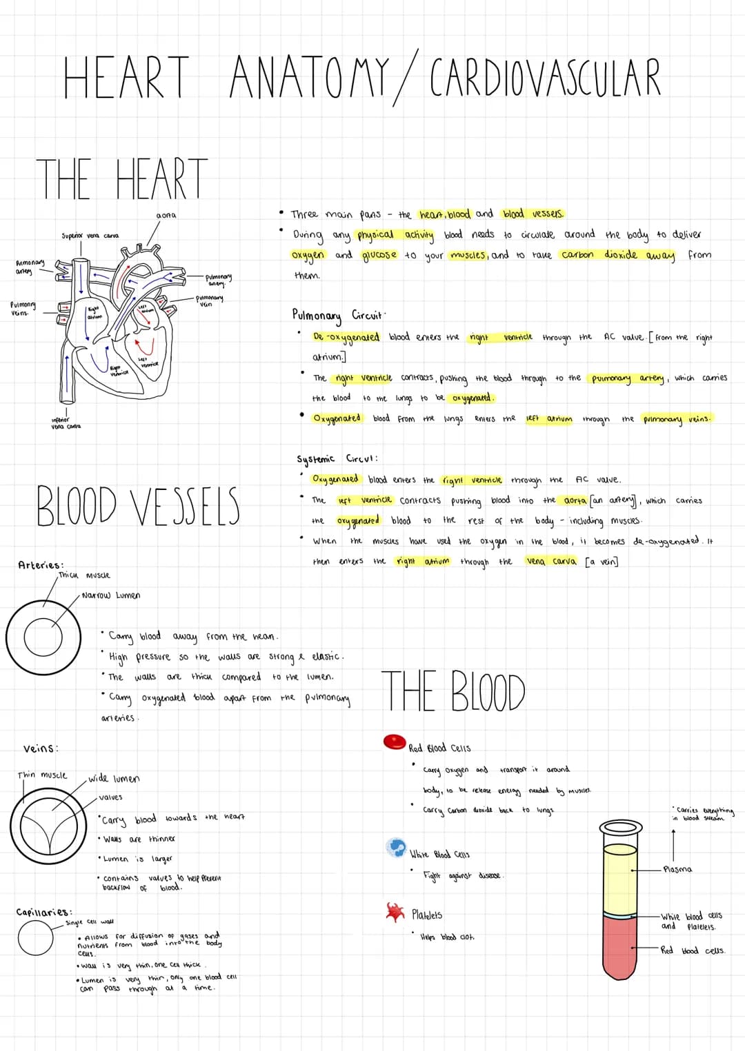 # HEART ANATOMY/CARDIOVASCULAR
# THE HEART
aona
Superior
Pulmonary
BLOOD VESSELS
Arteries:
Thick muscle
Narrow Lumen
* Three main