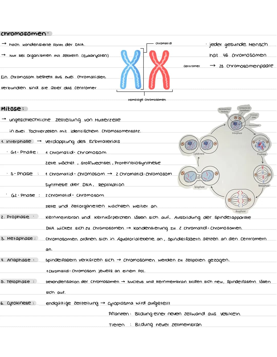 # biologie abibur
GK 2023
INHALTSFELDER:
1. zellbiologie
1.1 Grundlage
3. ōkologie
3.1 Umweltfaktoren
5. Neurobiologie
5.1 Nervenzel
