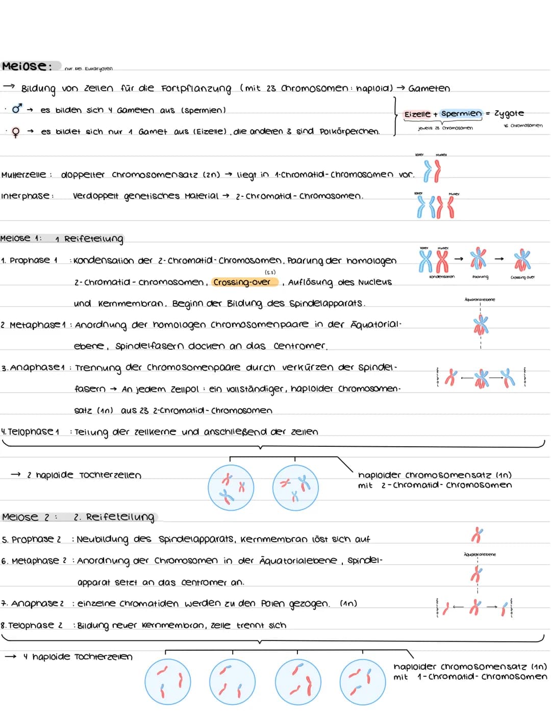 # biologie abibur
GK 2023
INHALTSFELDER:
1. zellbiologie
1.1 Grundlage
3. ōkologie
3.1 Umweltfaktoren
5. Neurobiologie
5.1 Nervenzel