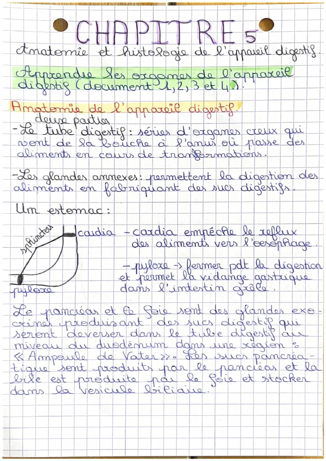 •CHAPITRE 5
Amatomie et histologie de l'appareil digestis.
Apprendre les oxgames de l'appareil
digestig (document 1, 2, 3 et 4.).
Amatomi