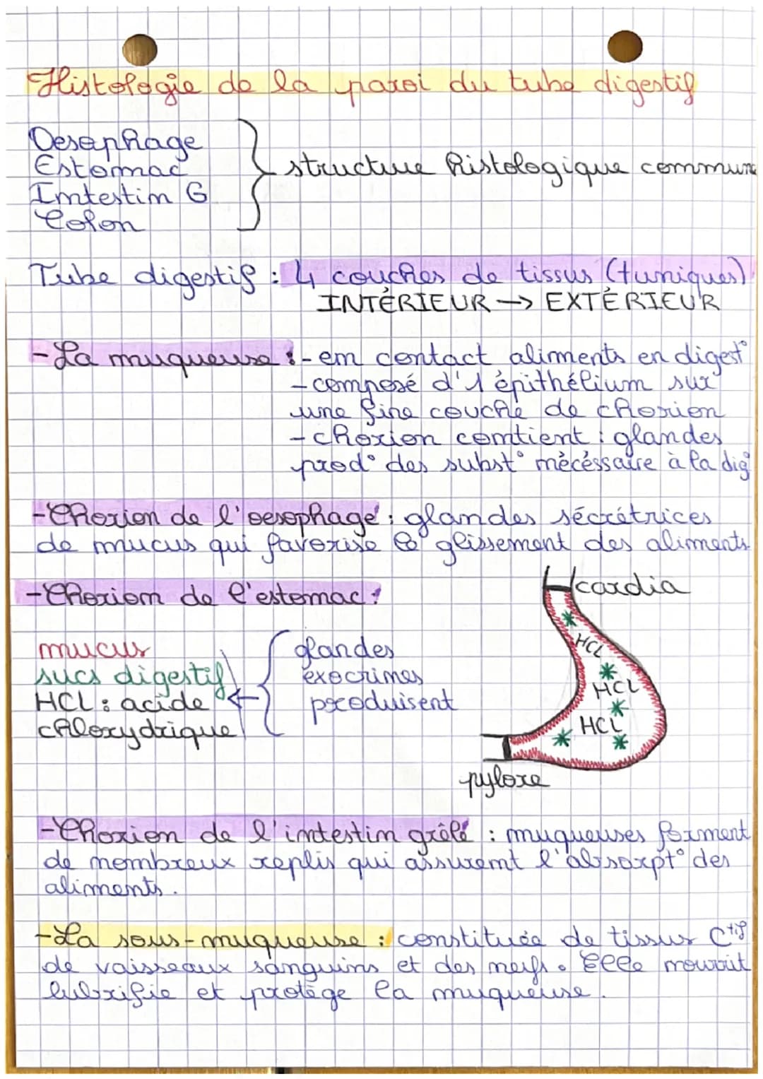 •CHAPITRE 5
Amatomie et histologie de l'appareil digestis.
Apprendre les oxgames de l'appareil
digestig (document 1, 2, 3 et 4.).
Amatomi