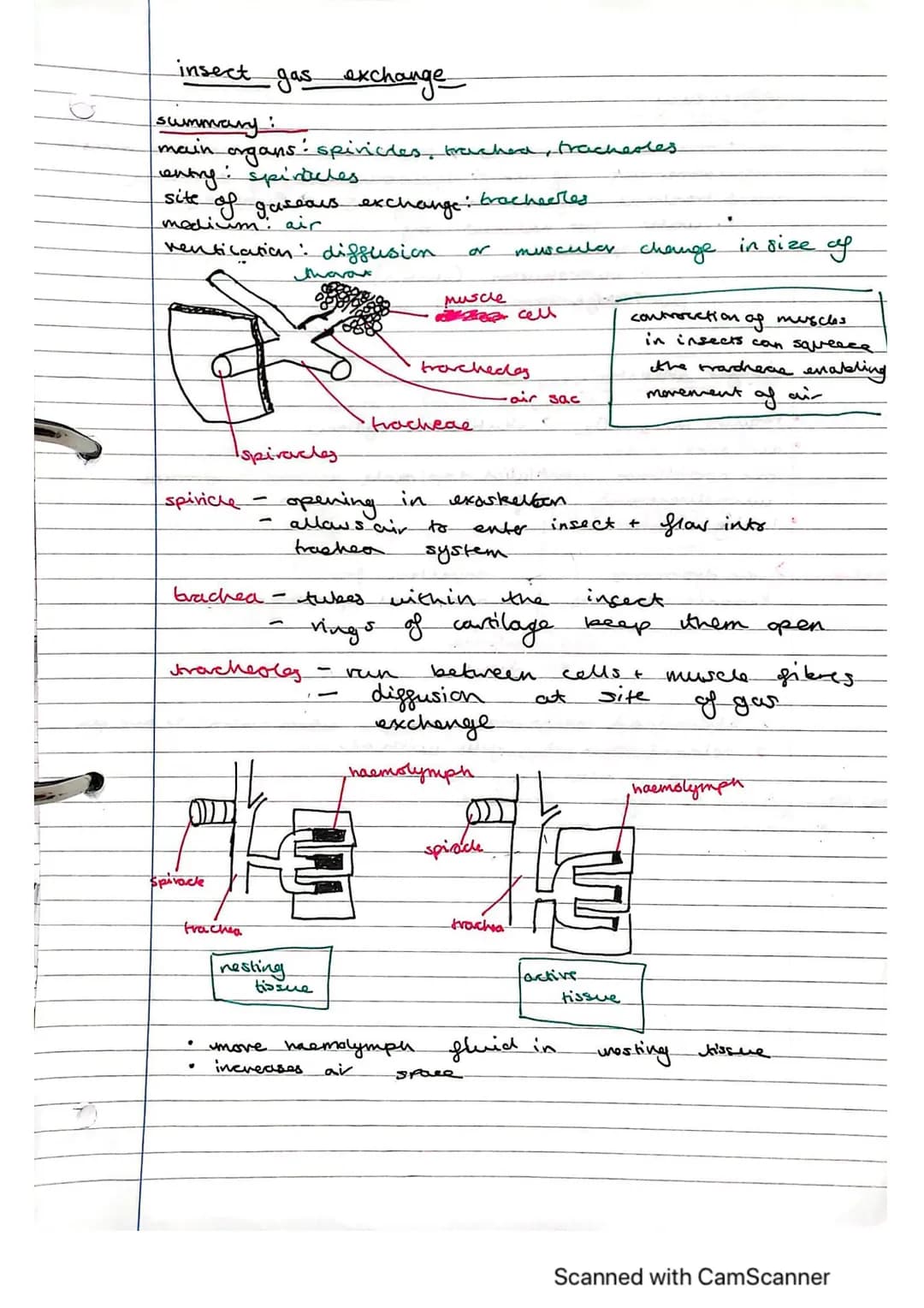 # Exchange Surfaces and Respiratory Systems
24.01.2023
# Exchange surfaces
An exchange surface is a specialised area that makes it easier