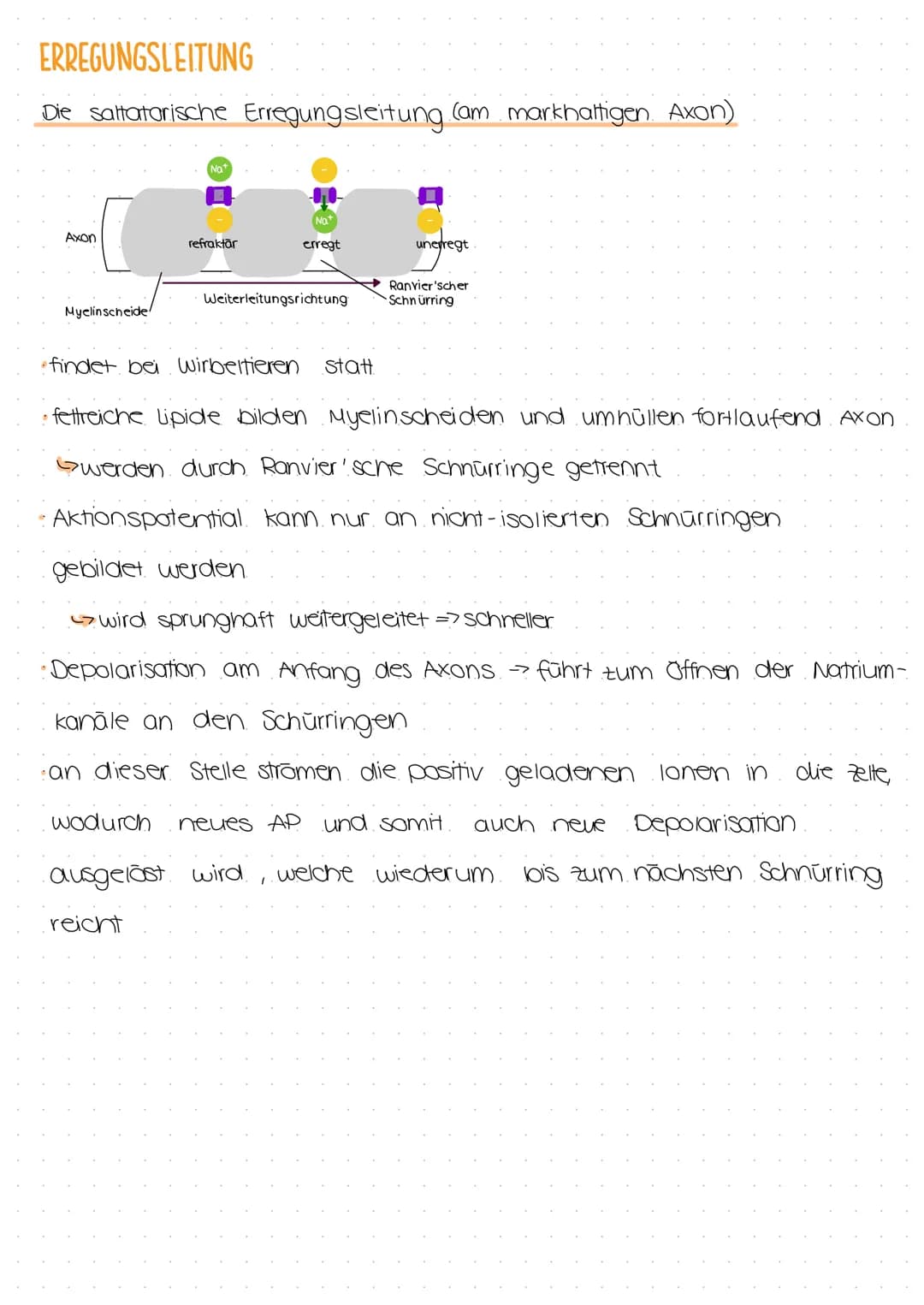 # ERREGUNGSLEITUNG
Die Erregungsleitung ist die Weiterleitung eines elektrischen Signals entlang von
Muskel- oder Nervenzellen.
- eine Err
