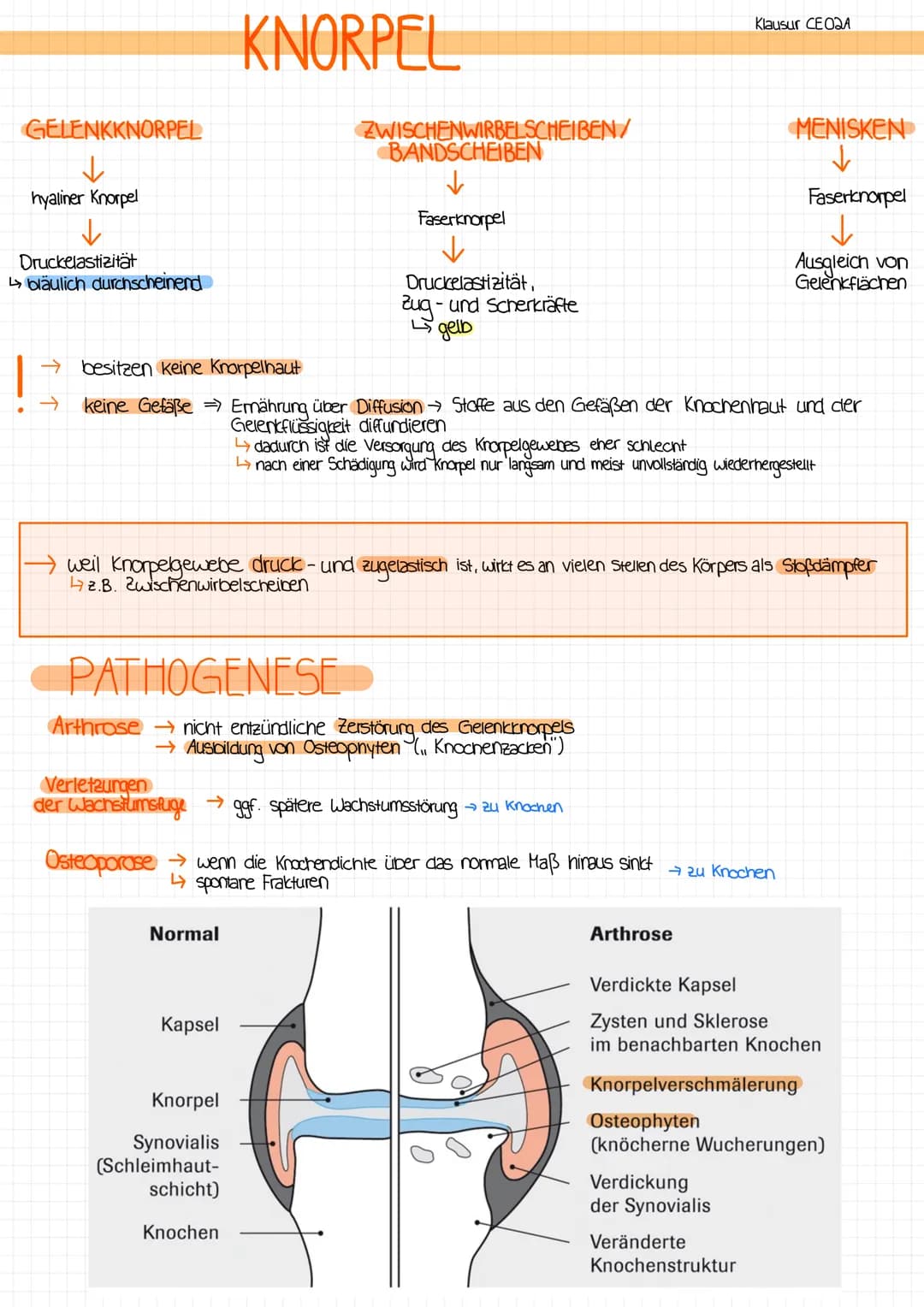 AUFGABEN
→ verbindet 2 oder menr Knochen miteinander
mit Gelenkspalt oder ohne Gelencspalt
MIT GELENKSPALT
→die beteiligten Krochenenden sin