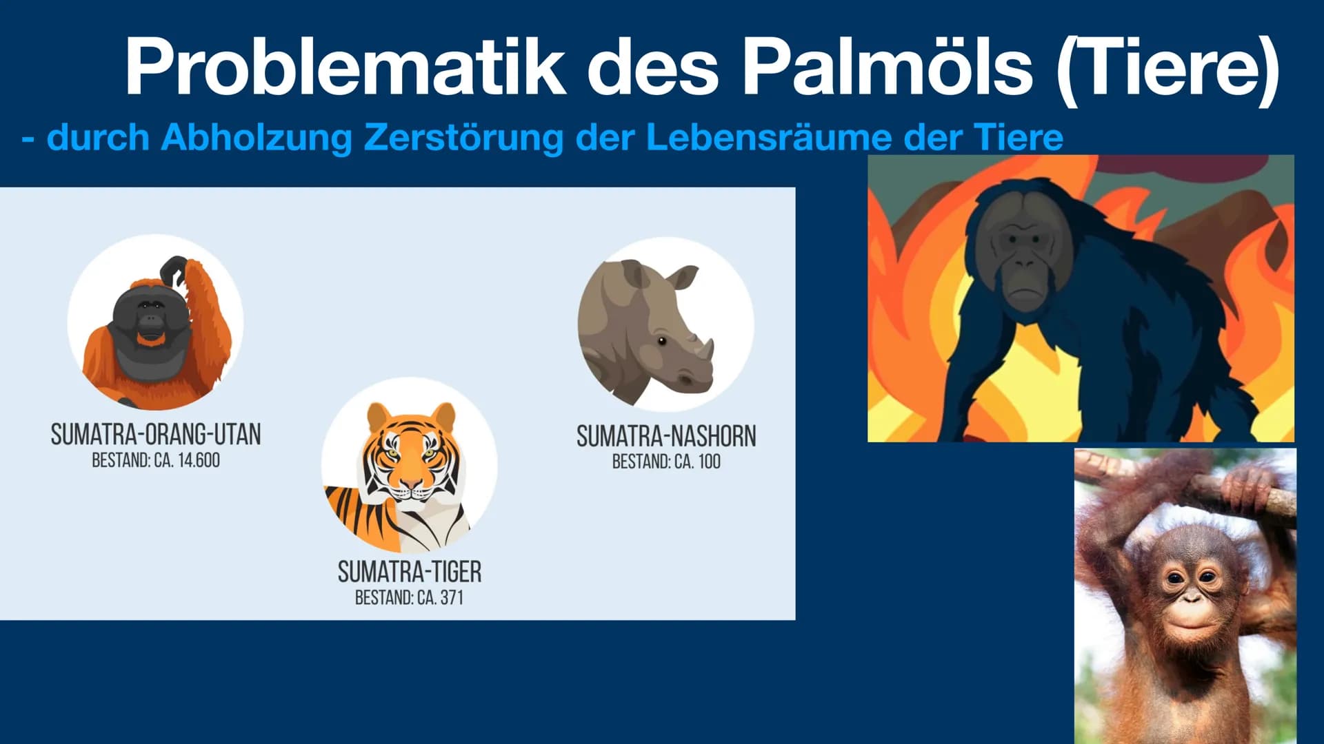 # Palmöl
und die Problematik
sophie fröhlich 1geo3 # Gliederung
- Was ist Palmöl?
- Anwendung von Palmöl
- Anbau von Palmöl
- Vorteil von