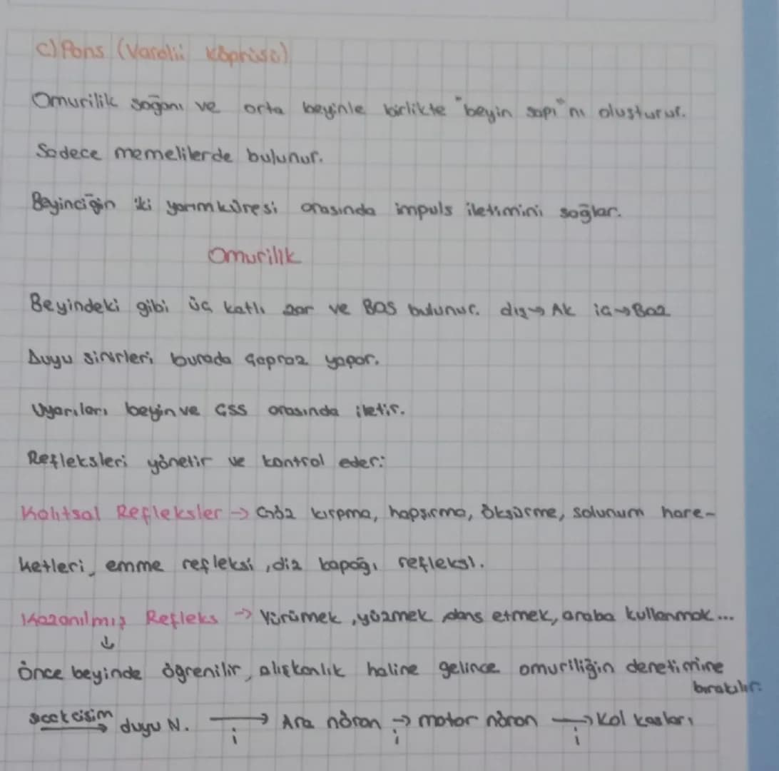 #
Beyin
Merkezi sinir sistemi
Ön lbeyin
Orta beyin
لي
ua beyin ara beyin,
Arka beyin
Omurilik
beyincik Omurilik Pons
Soğanı
talo
