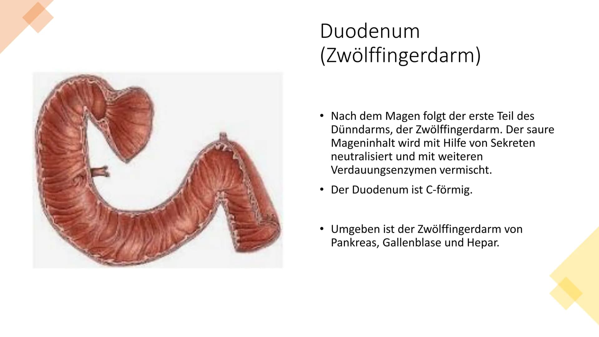 Mund
Gaumen
Uvula
Zunge
Zähne
Rachen
Speiseröhre
Klientinnen und
Klienten bei der
Ernährung
unterstützen
Handlungskompetenz B.5
Speicheldrüs