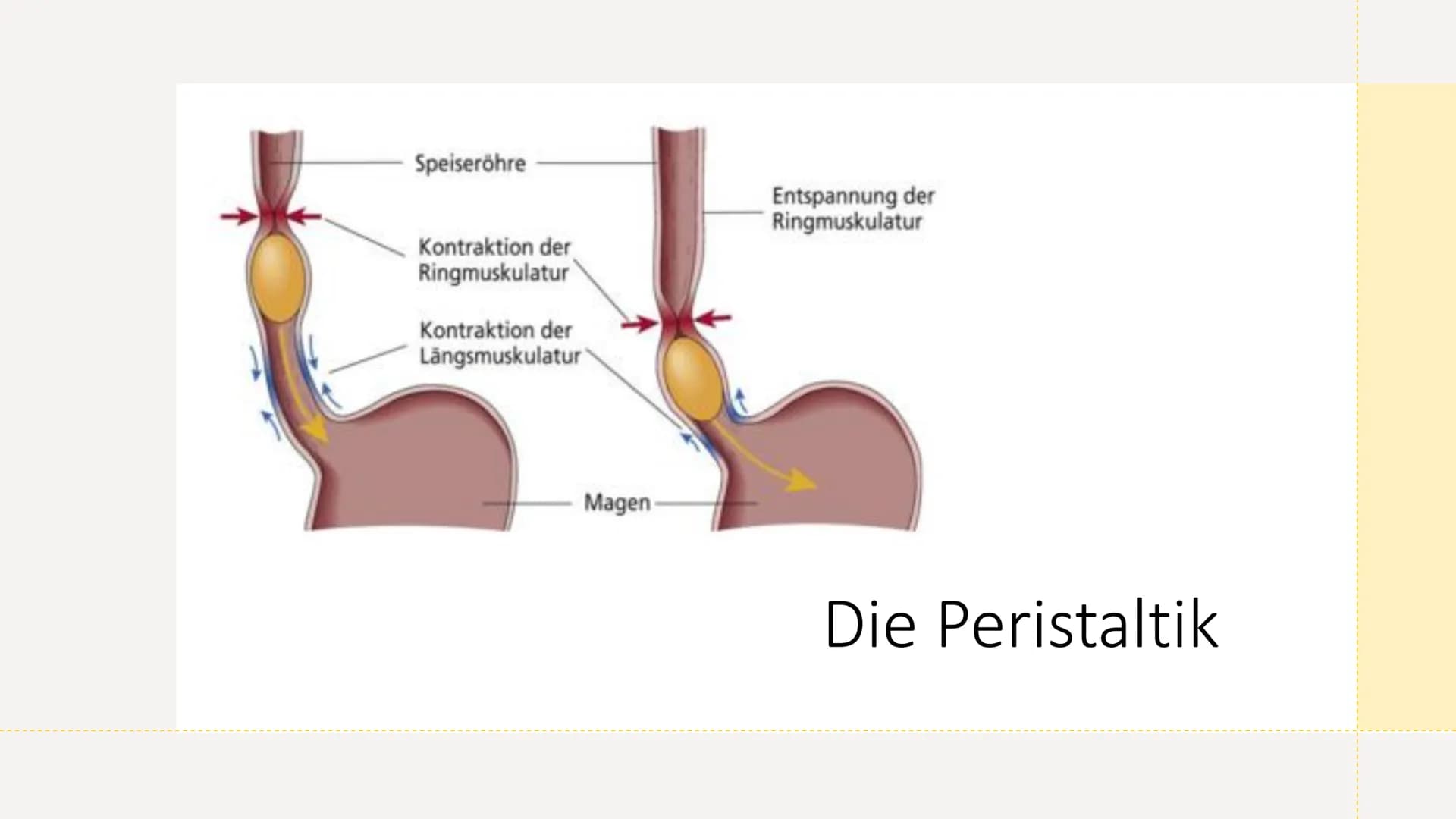 Mund
Gaumen
Uvula
Zunge
Zähne
Rachen
Speiseröhre
Klientinnen und
Klienten bei der
Ernährung
unterstützen
Handlungskompetenz B.5
Speicheldrüs