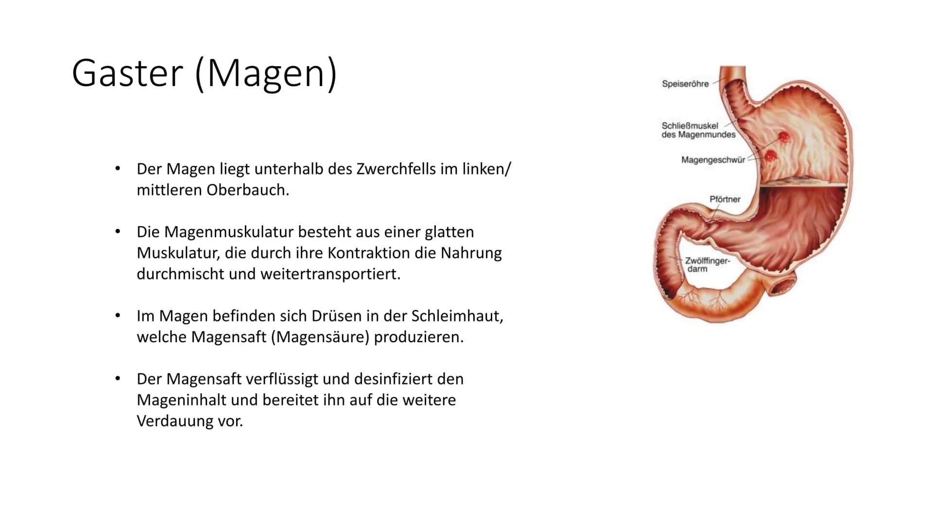 Mund
Gaumen
Uvula
Zunge
Zähne
Rachen
Speiseröhre
Klientinnen und
Klienten bei der
Ernährung
unterstützen
Handlungskompetenz B.5
Speicheldrüs