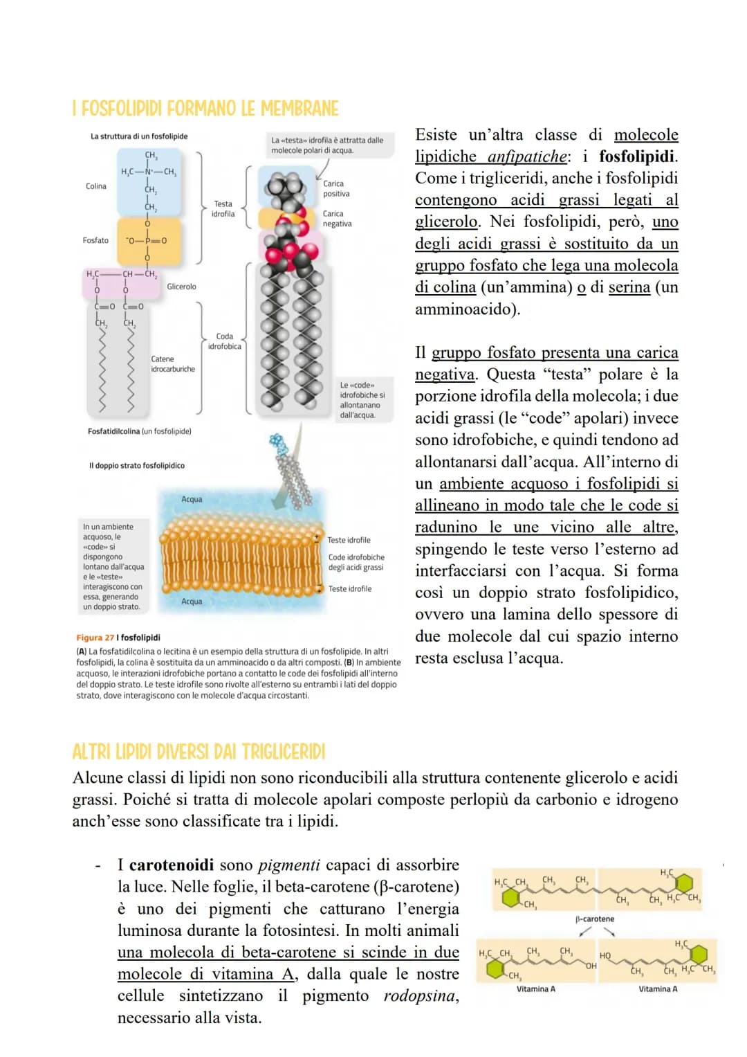 Una molecola come questa, con un'estremità idrofila e una lunga coda idrofobica, si
definisce anfipatica.
Quando il gruppo carbossilico di