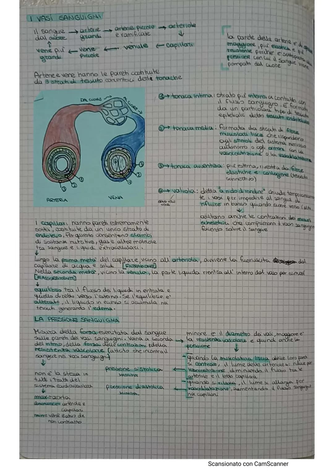 # APPARATO CIRCOLATORIO
Hail compito di portare il sangue a tutti gli orgam e tesuti
e formato da.
* AQUONS (TEUTO Микола).
* A rete