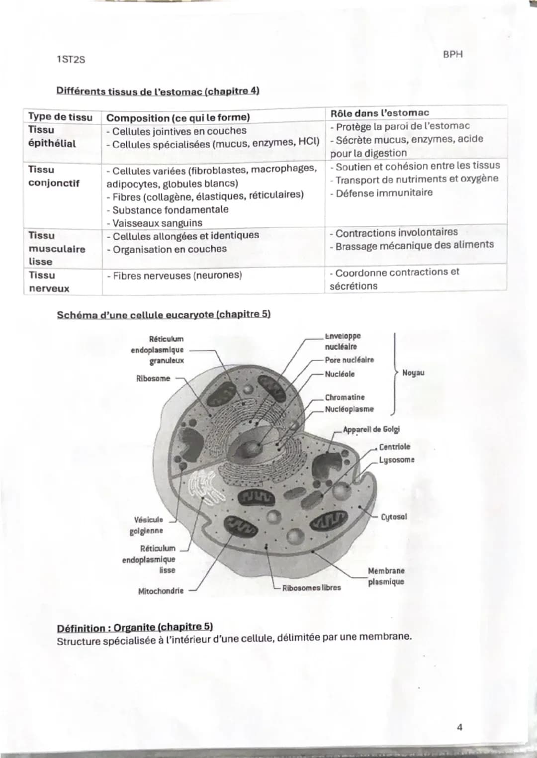1ST25
Fiche de révision 1
Thème 1: Organisation et fonctionnement intégré de l'être humain
Chapitre 1: Les niveaux d'organisation de l'orga