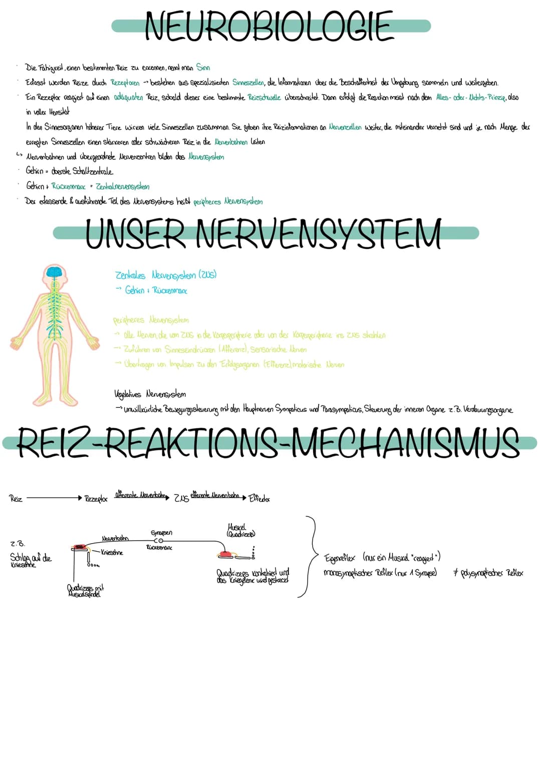# NEUROBIOLOGIE
Die Fähigkeit, einen bestimmten Reiz zu eccennen, nenol man Sinn
Edasst werden Reize durch Rezeplocen bestehen aus Spezial
