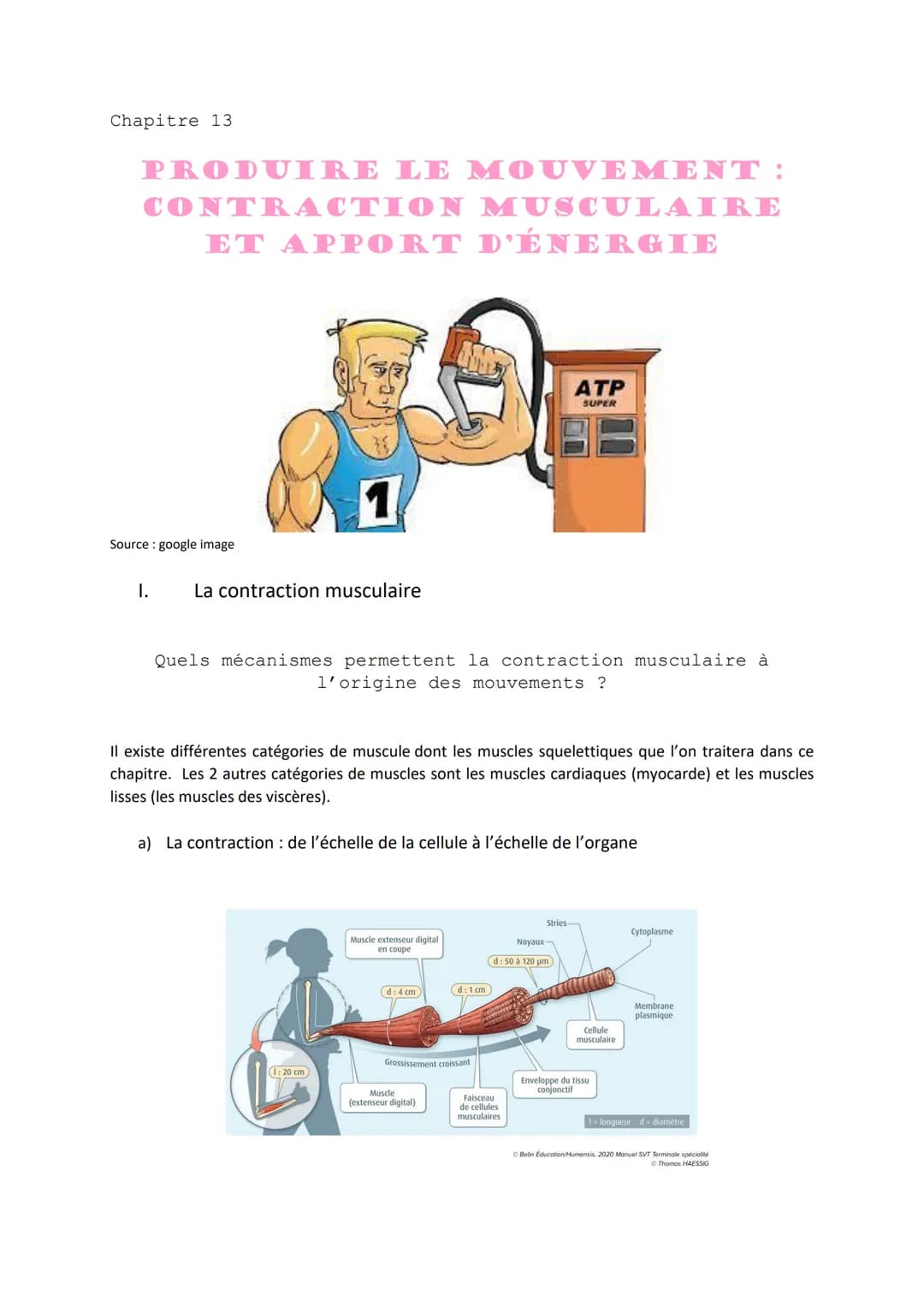 Chapitre 13
PRODUIRE LE MOUVEMENT:
CONTRACTION MUSCULAIRE
ET APPORT D'ÉNERGIE
1
Source: google image
1. La contraction musculaire
ATP
S