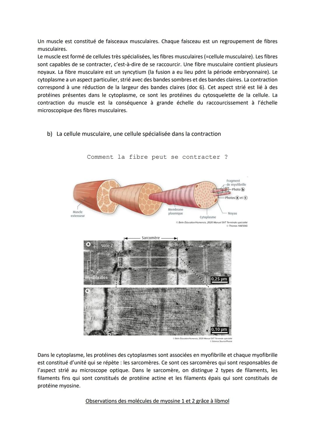 Chapitre 13
PRODUIRE LE MOUVEMENT:
CONTRACTION MUSCULAIRE
ET APPORT D'ÉNERGIE
1
Source: google image
1. La contraction musculaire
ATP
S