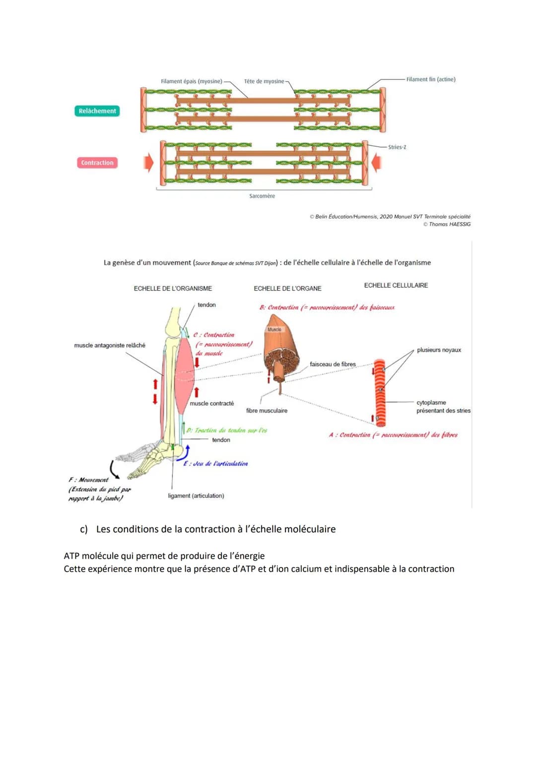 Chapitre 13
PRODUIRE LE MOUVEMENT:
CONTRACTION MUSCULAIRE
ET APPORT D'ÉNERGIE
1
Source: google image
1. La contraction musculaire
ATP
S