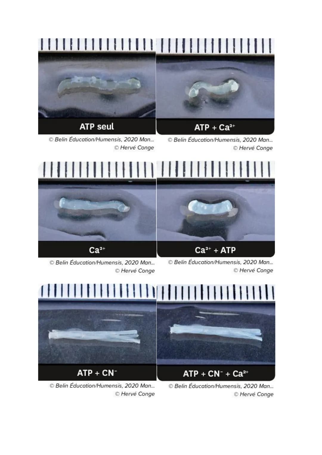 Chapitre 13
PRODUIRE LE MOUVEMENT:
CONTRACTION MUSCULAIRE
ET APPORT D'ÉNERGIE
1
Source: google image
1. La contraction musculaire
ATP
S