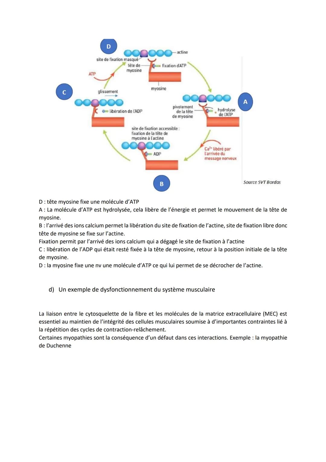 Chapitre 13
PRODUIRE LE MOUVEMENT:
CONTRACTION MUSCULAIRE
ET APPORT D'ÉNERGIE
1
Source: google image
1. La contraction musculaire
ATP
S