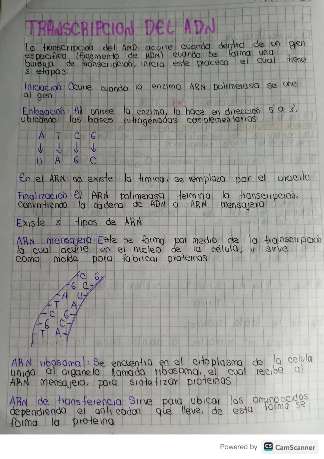 # TRANSCRIPCION DEL ADN
La transcripción del AND ocuire cuando dentro de un gen
especifico (fragmento de ADN) cuando se farma una
burbuja d