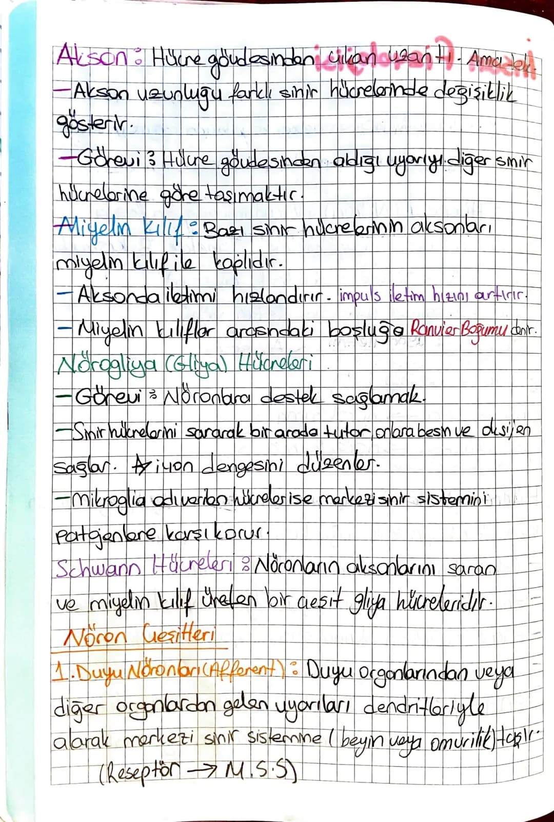 # Insan Fizyolojisi
SİNİR SİSTEMİ
Home Ostazi : Değişen creure koşullarına rağmen vücut
içi fizyolojik ortamın dengede tutulması.
Sinir Hücr